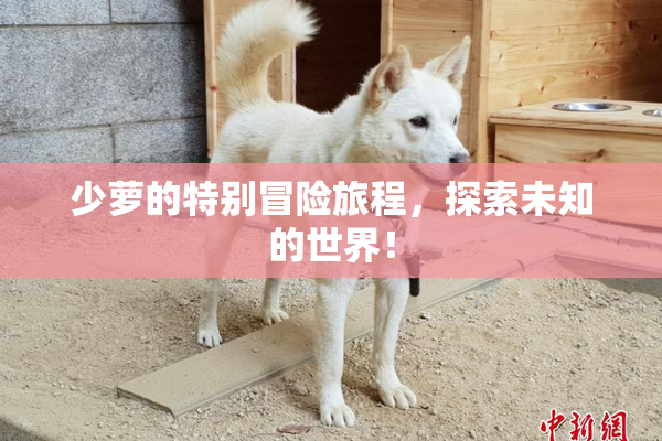 少萝的特别冒险旅程，探索未知的世界！