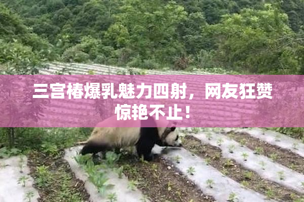 三宫椿爆乳魅力四射，网友狂赞惊艳不止！