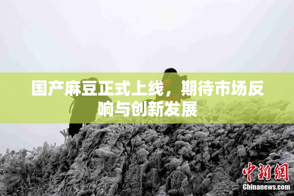 国产麻豆正式上线，期待市场反响与创新发展
