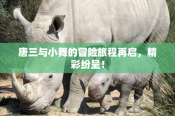 唐三与小舞的冒险旅程再启，精彩纷呈！