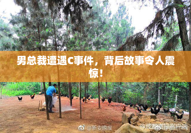 男总裁遭遇C事件，背后故事令人震惊！