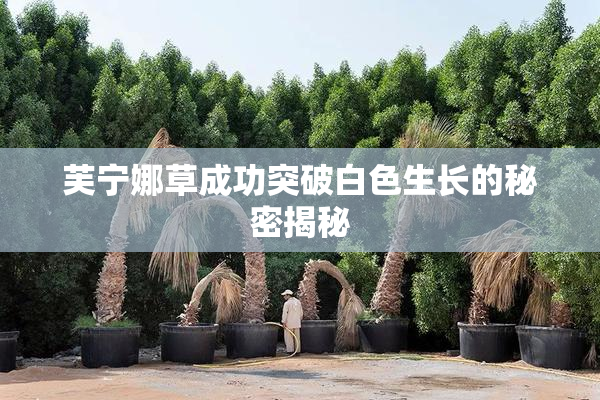 芙宁娜草成功突破白色生长的秘密揭秘