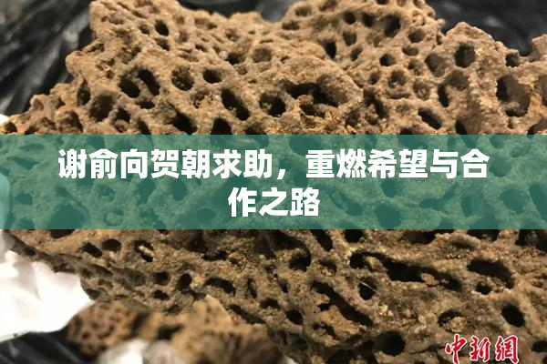 谢俞向贺朝求助，重燃希望与合作之路