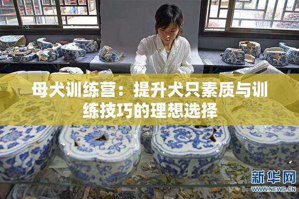 母犬训练营：提升犬只素质与训练技巧的理想选择