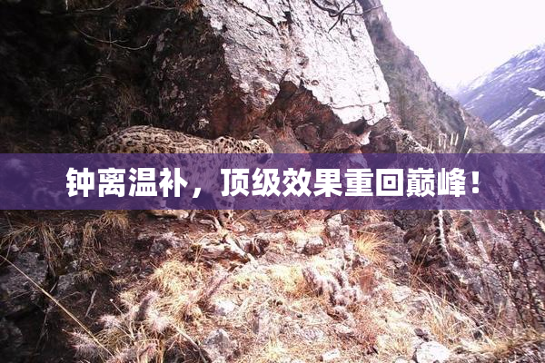 钟离温补，顶级效果重回巅峰！