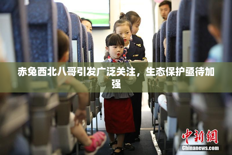 赤兔西北八哥引发广泛关注，生态保护亟待加强