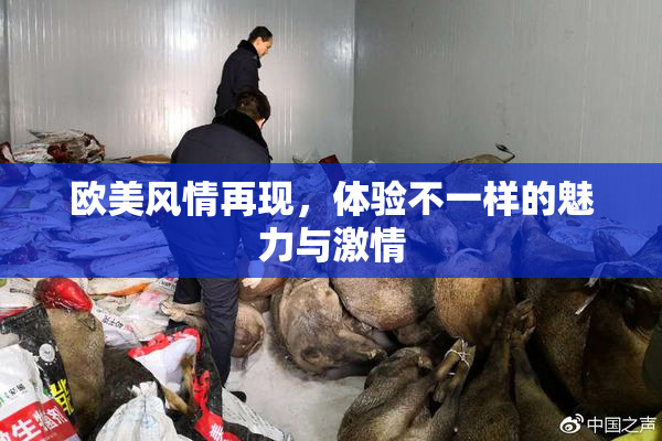 欧美风情再现，体验不一样的魅力与激情