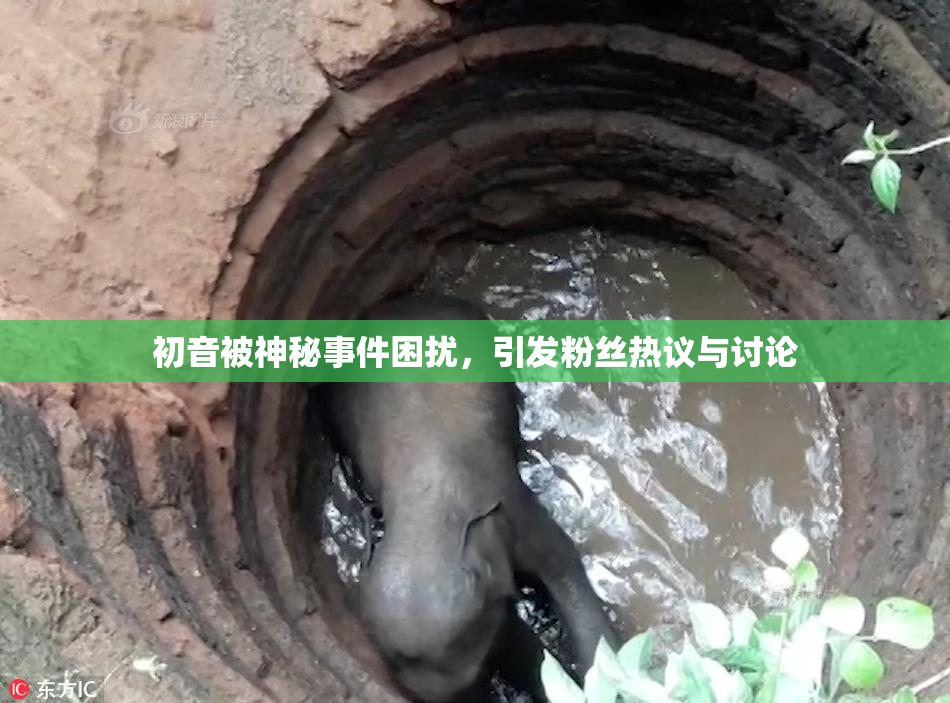 初音被神秘事件困扰，引发粉丝热议与讨论