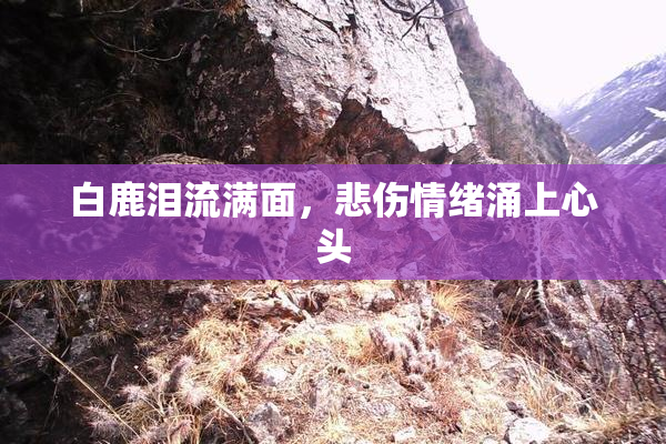 白鹿泪流满面，悲伤情绪涌上心头