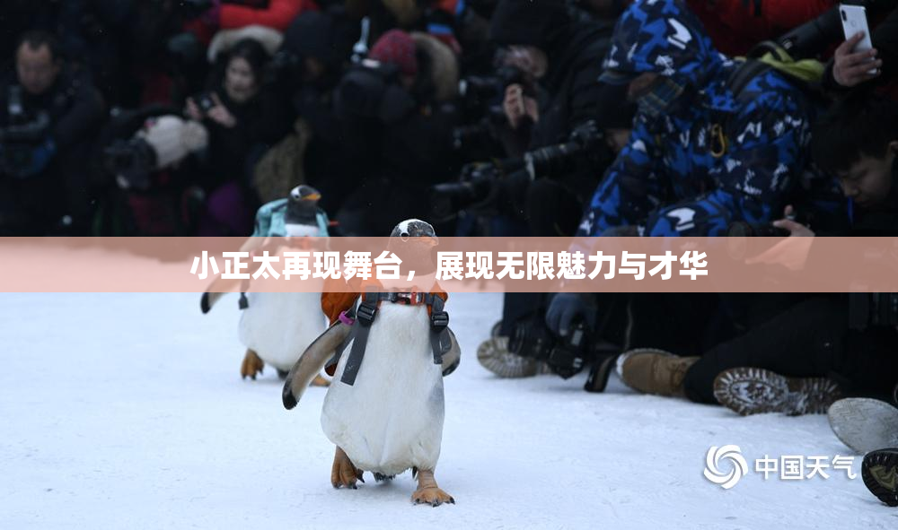 小正太再现舞台，展现无限魅力与才华
