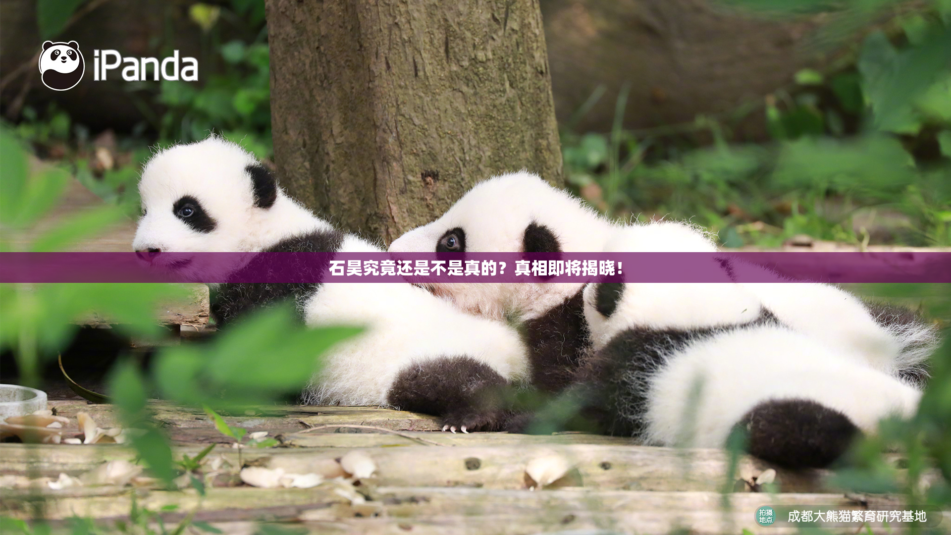 石昊究竟还是不是真的？真相即将揭晓！