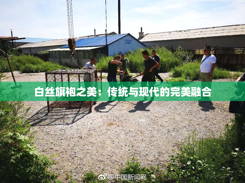 白丝旗袍之美：传统与现代的完美融合
