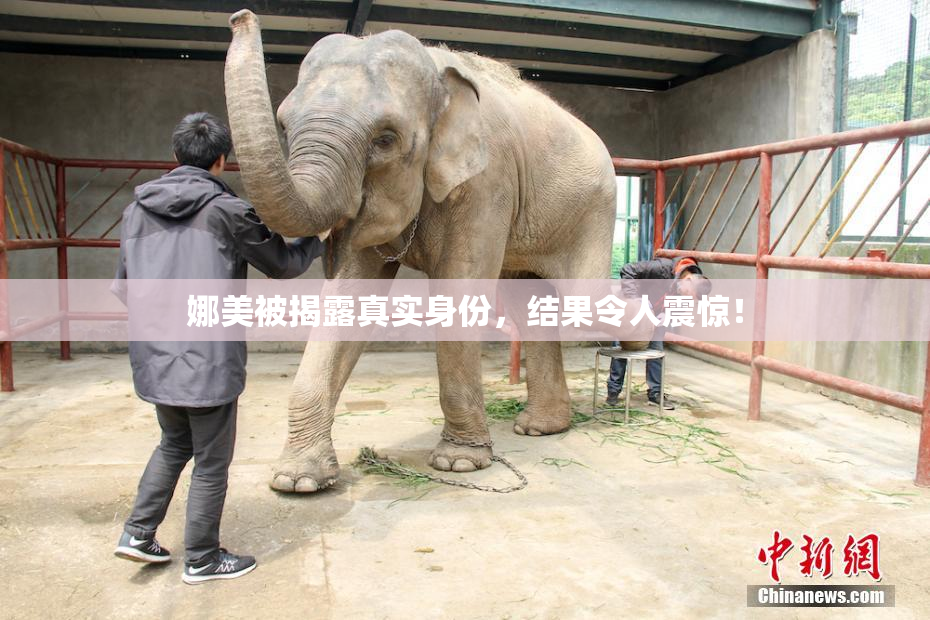 娜美被揭露真实身份，结果令人震惊！