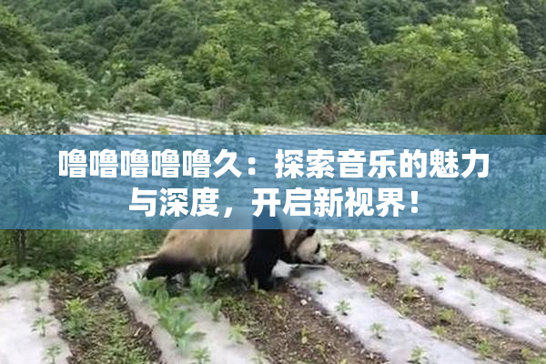 噜噜噜噜噜久：探索音乐的魅力与深度，开启新视界！