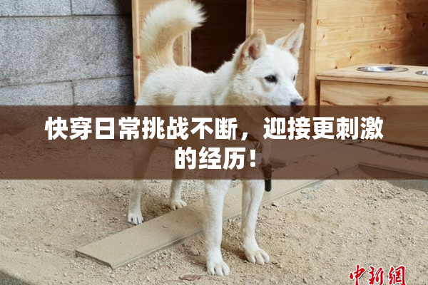 快穿日常挑战不断，迎接更刺激的经历！