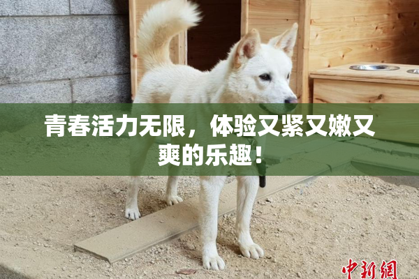 青春活力无限，体验又紧又嫩又爽的乐趣！