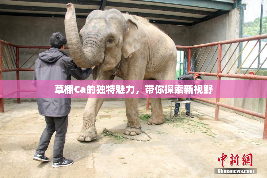 草棚Ca的独特魅力，带你探索新视野