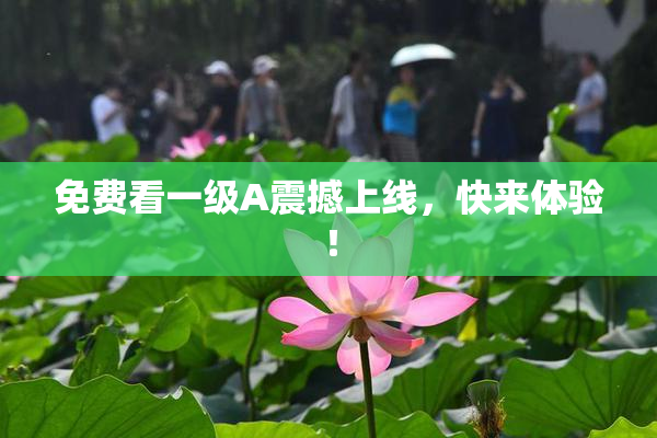 免费看一级A震撼上线，快来体验！