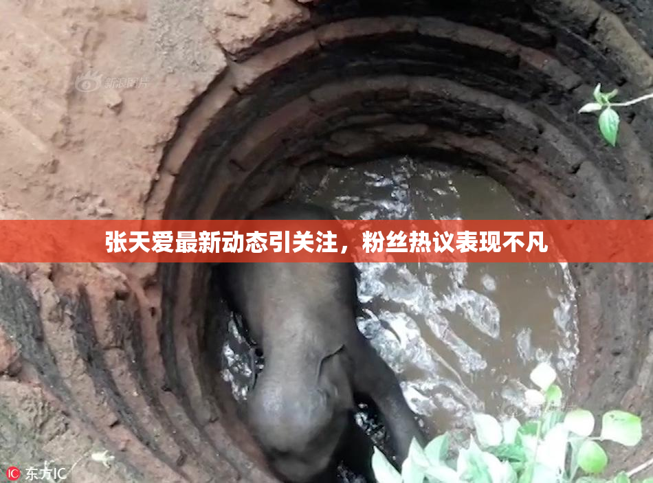 张天爱最新动态引关注，粉丝热议表现不凡