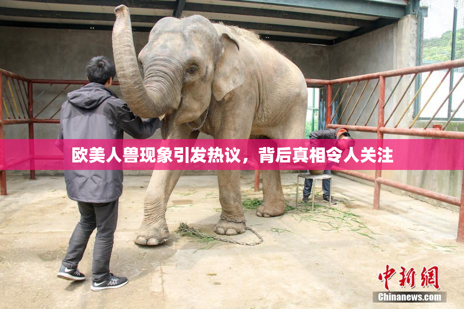 欧美人兽现象引发热议，背后真相令人关注