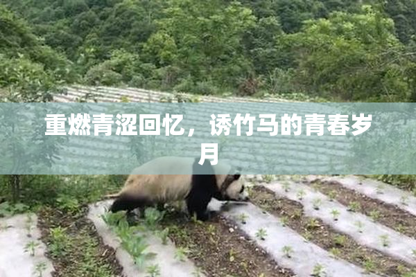 重燃青涩回忆，诱竹马的青春岁月