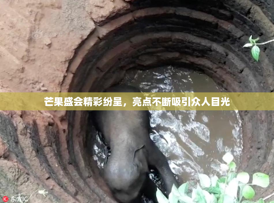 芒果盛会精彩纷呈，亮点不断吸引众人目光