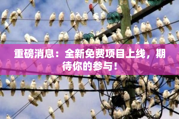 重磅消息：全新免费项目上线，期待你的参与！