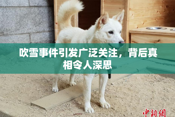 吹雪事件引发广泛关注，背后真相令人深思