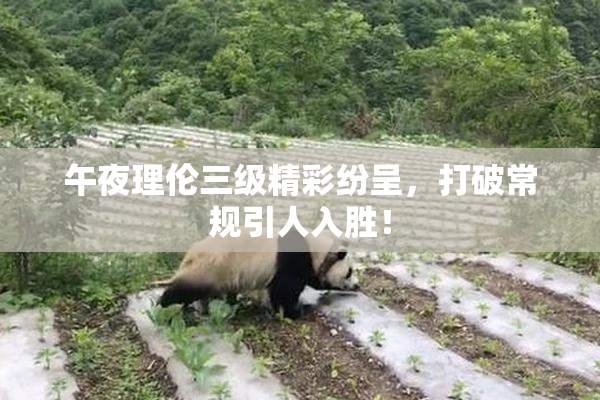 午夜理伦三级精彩纷呈，打破常规引人入胜！
