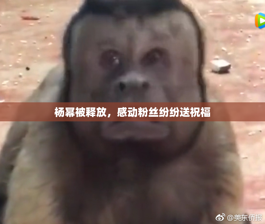 杨幂被释放，感动粉丝纷纷送祝福