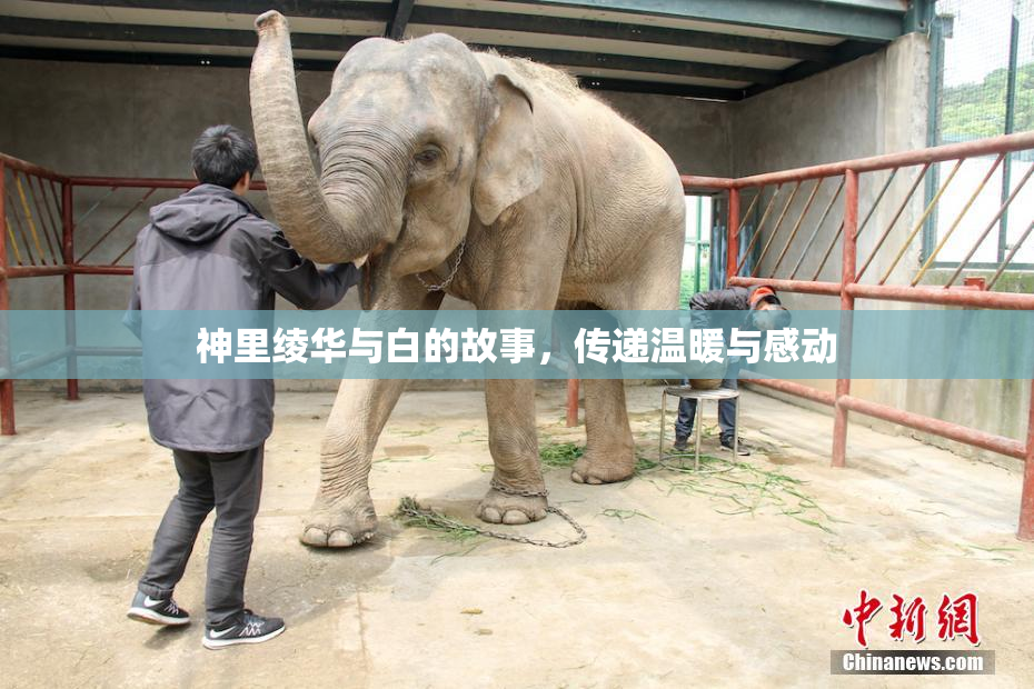 神里绫华与白的故事，传递温暖与感动