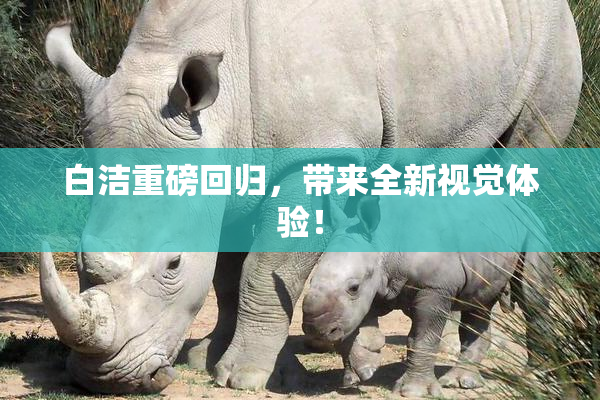 白洁重磅回归，带来全新视觉体验！