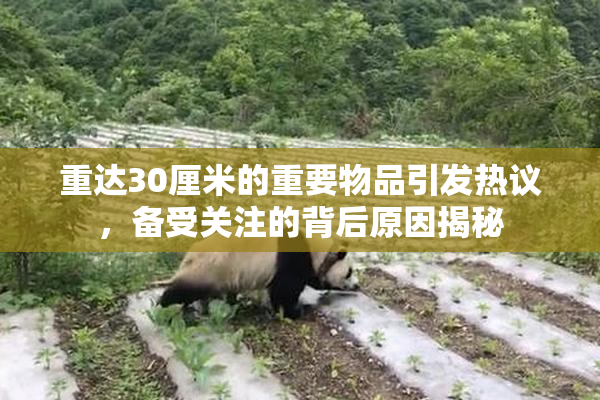 重达30厘米的重要物品引发热议，备受关注的背后原因揭秘