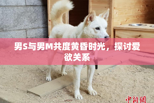 男S与男M共度黄昏时光，探讨爱欲关系